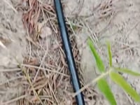 Chăm sóc tre con giống Dendrocalamus Giganteus