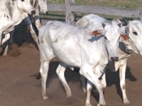 Lote 27P