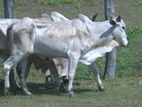 Lote 24P