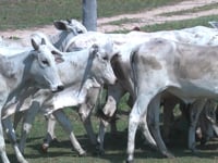 Lote 25P