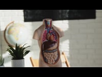 Introduction to Anatomy, Physiology &amp; Pathology in Aromatherapy Course