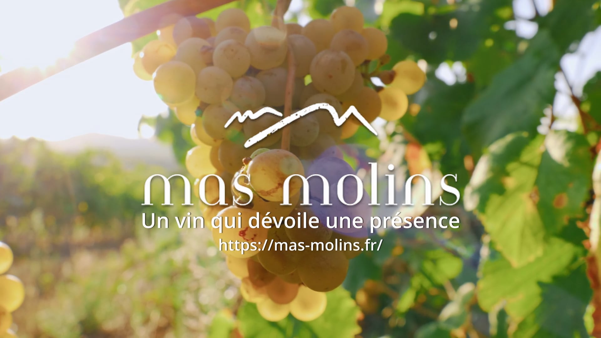 'La vendange qui révèle l’âme du vin'