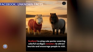 Scotland Ponies