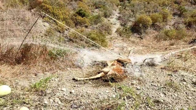 Ρόδος: Ελάφι νεκρό παγιδευμένο σε δίχτυα στην Απολακκιά 15-8-2025