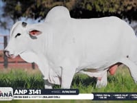 Lote 02