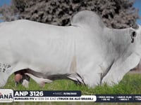 Lote 19