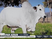 Lote 20