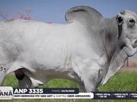 Lote 23