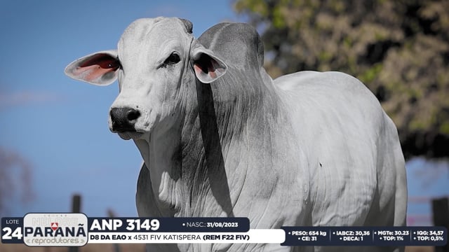 Lote 24