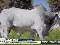 lote 25