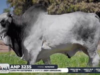 Lote 26