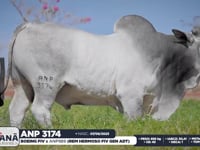 Lote 29