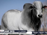 Lote 34