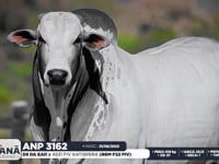 Lote 35