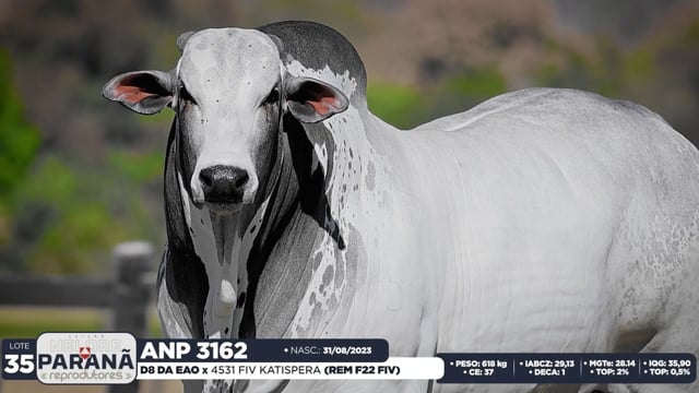 Lote 35