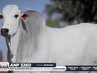 Lote 37