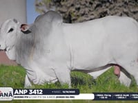 Lote 38