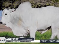 lote 42