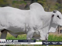 Lote 44