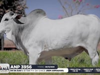 Lote 48