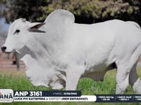 Lote 49