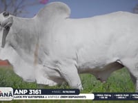 Lote 50