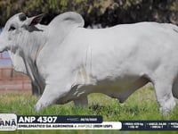 Lote 52