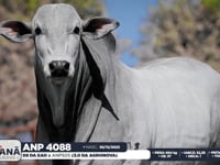 Lote 53