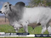 Lote 55