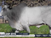 Lote 57
