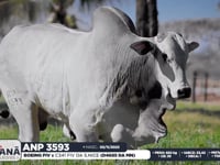 Lote 58
