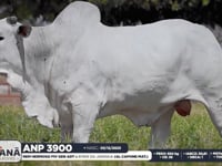 Lote 60