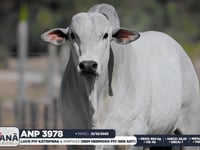 Lote 62