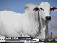 Lote 63