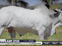 Lote 67
