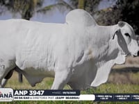 Lote 69