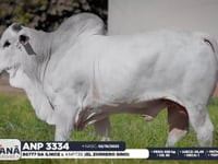 Lote 71