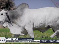 Lote 73