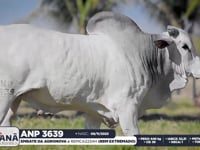 Lote 74