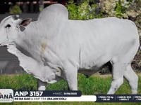 Lote 75