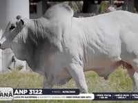 Lote 77