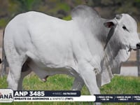 Lote 81