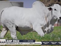 Lote 82