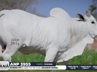Lote 85