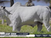 Lote 86