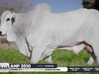 Lote 87