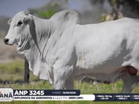 Lote 91