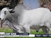 Lote 92