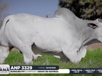 Lote 93