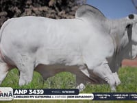 Lote 96